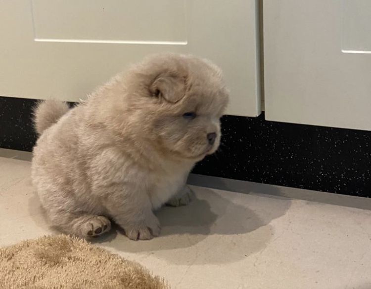 chow chow puppies for Sale
