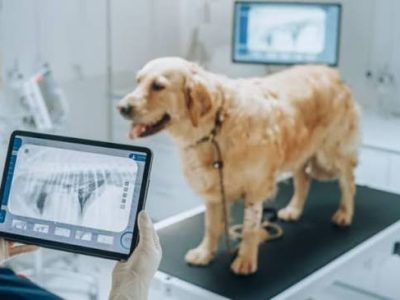 Advanced Pet Diagnostic Imaging for Better Health Insights