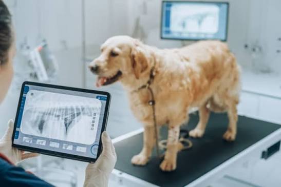 Advanced Pet Diagnostic Imaging for Better Health Insights