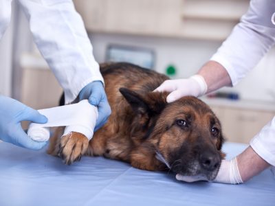 Trusted Pet Surgery in Richmond BC
