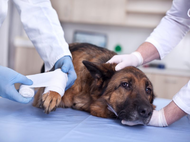 Trusted Pet Surgery in Richmond BC