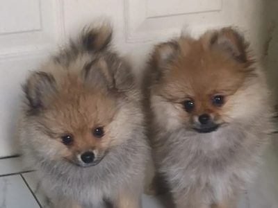 Pomeranian puppies for sale