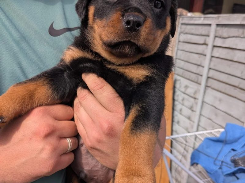 Rottweiler Puppies