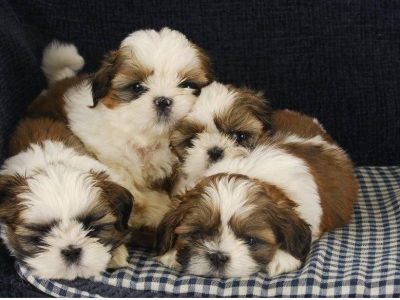 Gorgeous 12 weeks old Shih Tzu Puppies