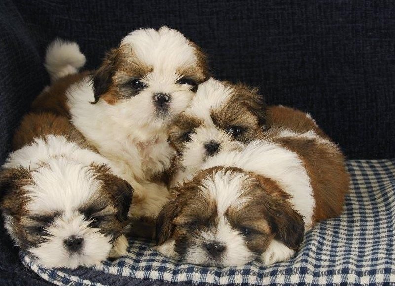 Gorgeous 12 weeks old Shih Tzu Puppies