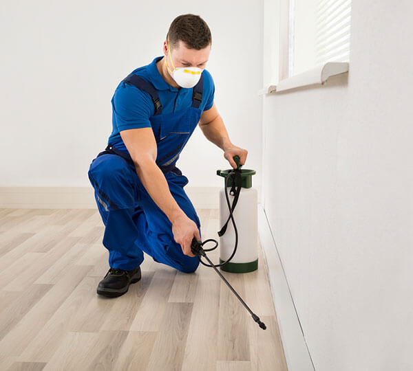 Termite Inspection Torrance, CA