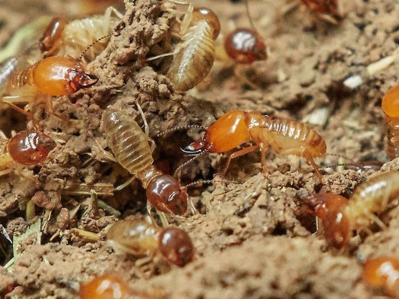 Termite Treatment
