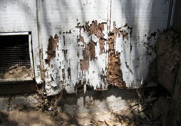 Termite Inspection Torrance, CA