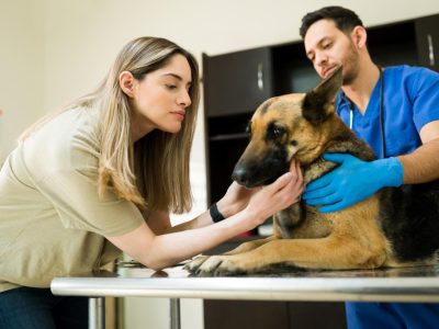 🐶 Looking for reliable dog training guidance?