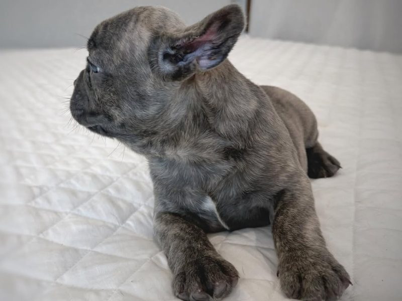 Excellent French Bulldog Puppies