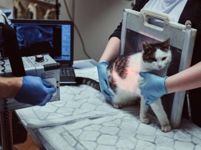 Ultrasound for Pets Near Me for Clearer, Safer Diagnosis