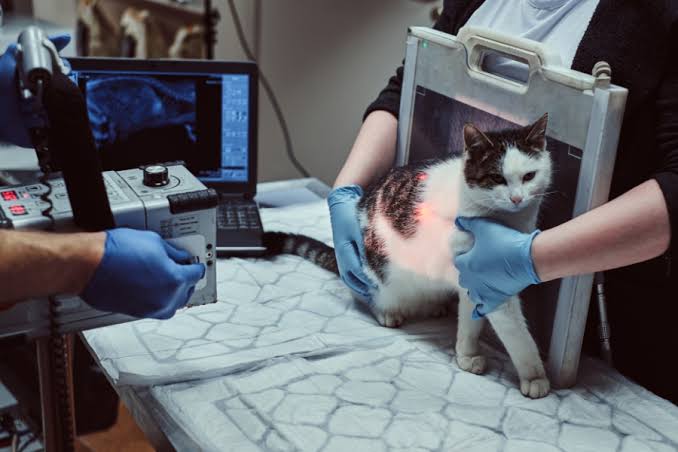 Ultrasound for Pets Near Me for Clearer, Safer Diagnosis