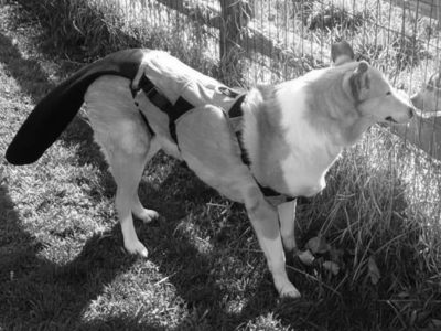 Comfortable Lick Guard for Dogs at Home