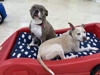 Dog Spa & Bathing Services in Virginia Beach