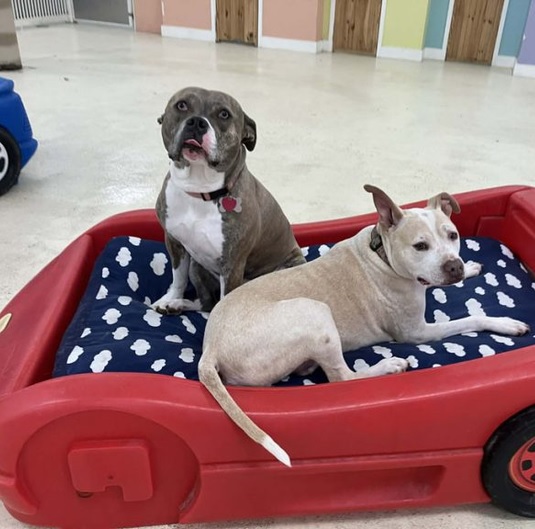 Dog Spa & Bathing Services in Virginia Beach