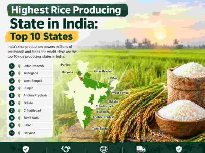 Highest Rice Producing State in India: Top 10 States