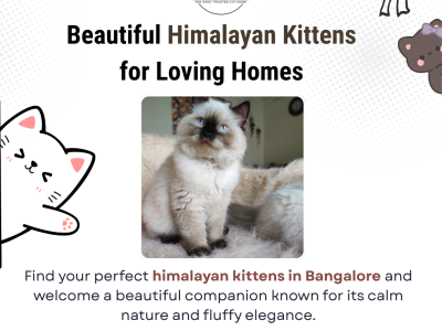 Himalayan Cats in Bangalore