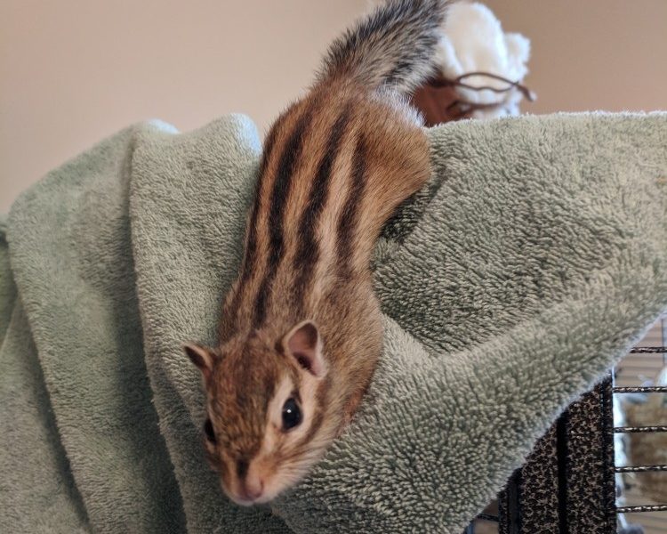 Siberian Chipmunks Standard