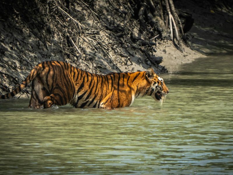 5-Day Itinerary For Central India Tiger Safari Tours