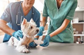 Pet Surgical Care in Vancouver: Expert Hands, Compassionate Care