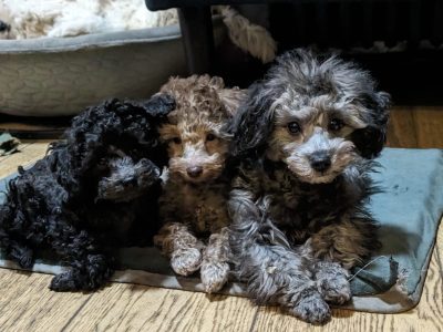 Toypudel Welpen kaufen in Kiel – Ihr kleiner Traumhund wartet
