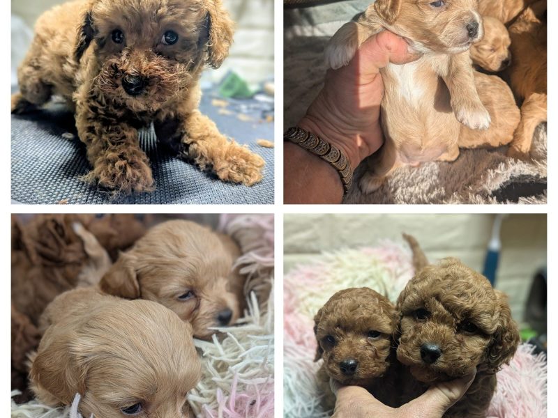 Toypudel Welpen kaufen in Kiel – Ihr kleiner Traumhund wartet