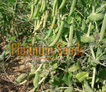 Seed Company in India | Platinum seeds