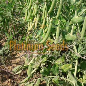 Seed Company in India | Platinum seeds