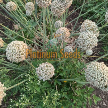 Seed Company in India | Platinum seeds