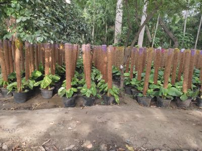 Money Plant – Care, Benefits and Growing Guide