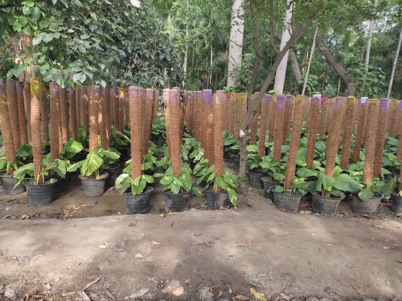 Money Plant – Care, Benefits and Growing Guide