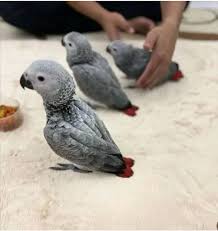 Talking African Grey Parrots