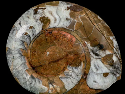 Explore the Largest Ammonite Fossil Specimens