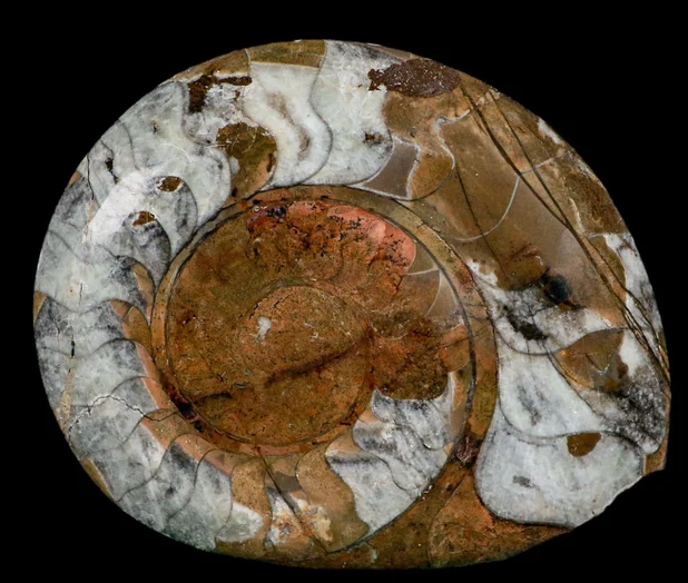 Explore the Largest Ammonite Fossil Specimens
