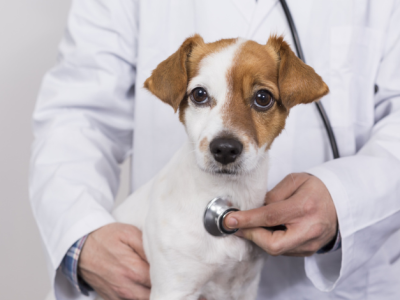 Pet Emergencies Hospital: Immediate Care When Every Second Counts