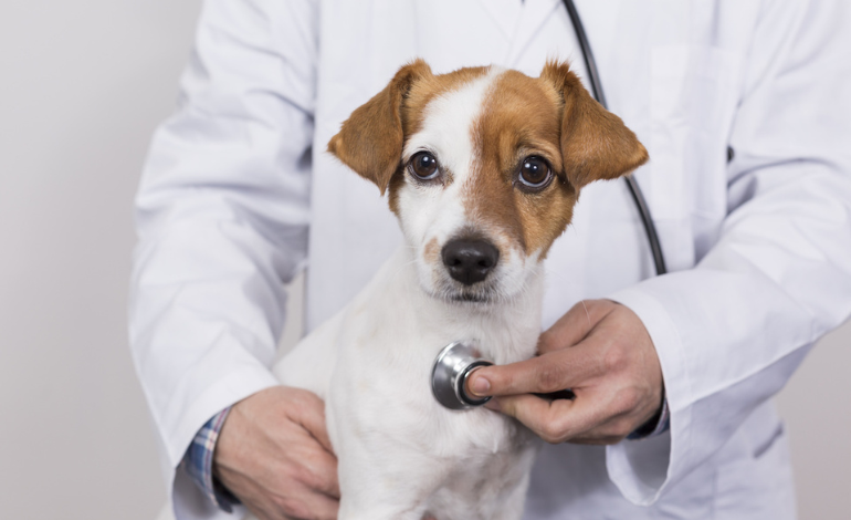 Pet Emergencies Hospital: Immediate Care When Every Second Counts