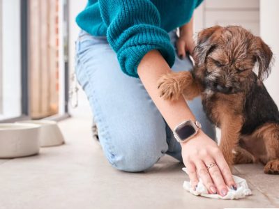 Professional Dog Poop Cleanup & Pet Waste Removal in Surprise
