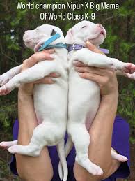 2 Active Dogo Argentino Puppies