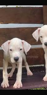 2 Active Dogo Argentino Puppies