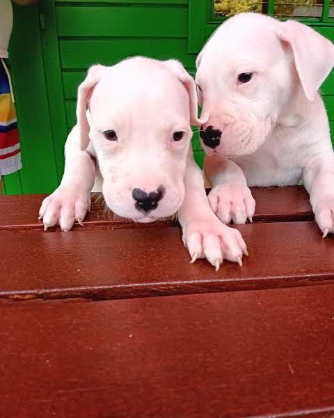 2 Active Dogo Argentino Puppies