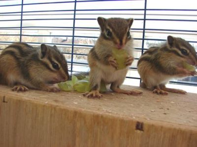 Siberian Chipmunks Standard