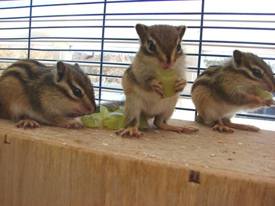 Siberian Chipmunks Standard