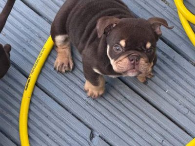 Beautiful English bulldog