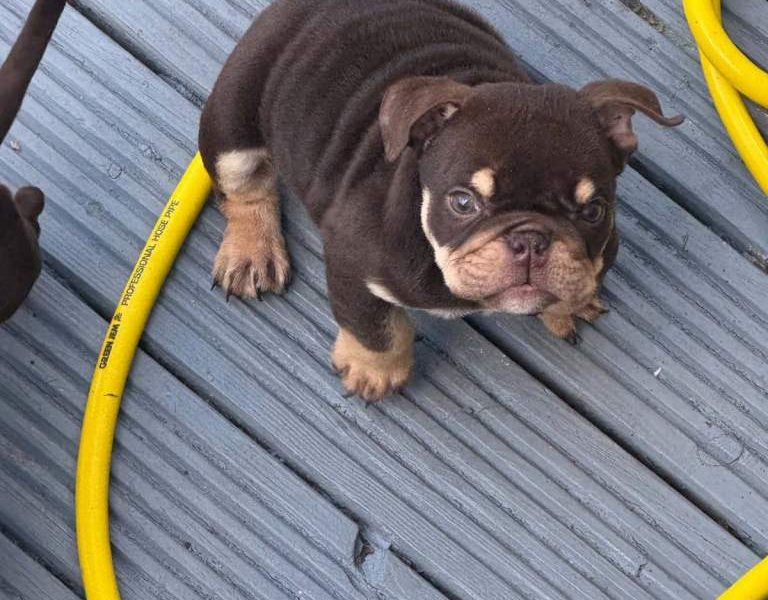 Beautiful English bulldog