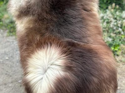 Soft Melerade Sheepskins, High Quality