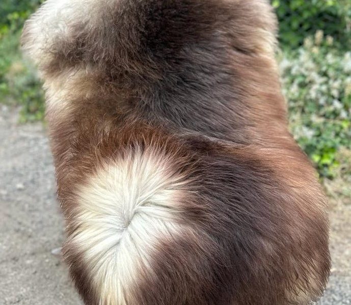 Soft Melerade Sheepskins, High Quality
