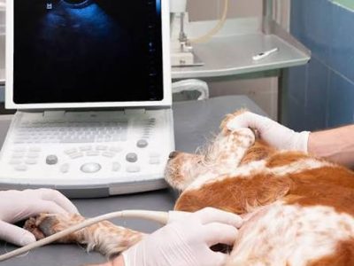 Animal Ultrasound Coquitlam for Clearer Pet Diagnostics