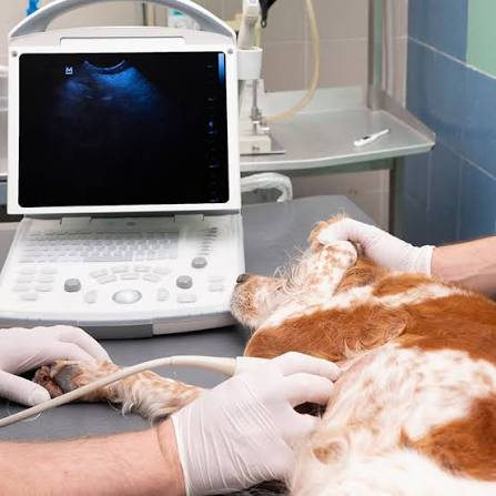 Advanced Veterinary Ultrasound Services in California for Your Pet