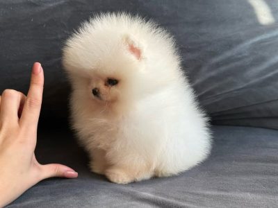 Two Awesome T-Cup Pomeranian Puppies