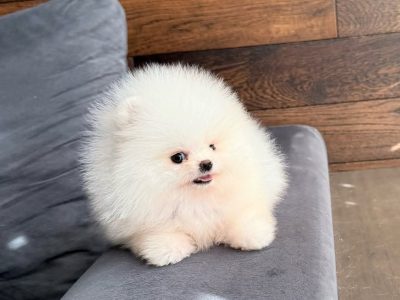 Two Awesome T-Cup Pomeranian Puppies